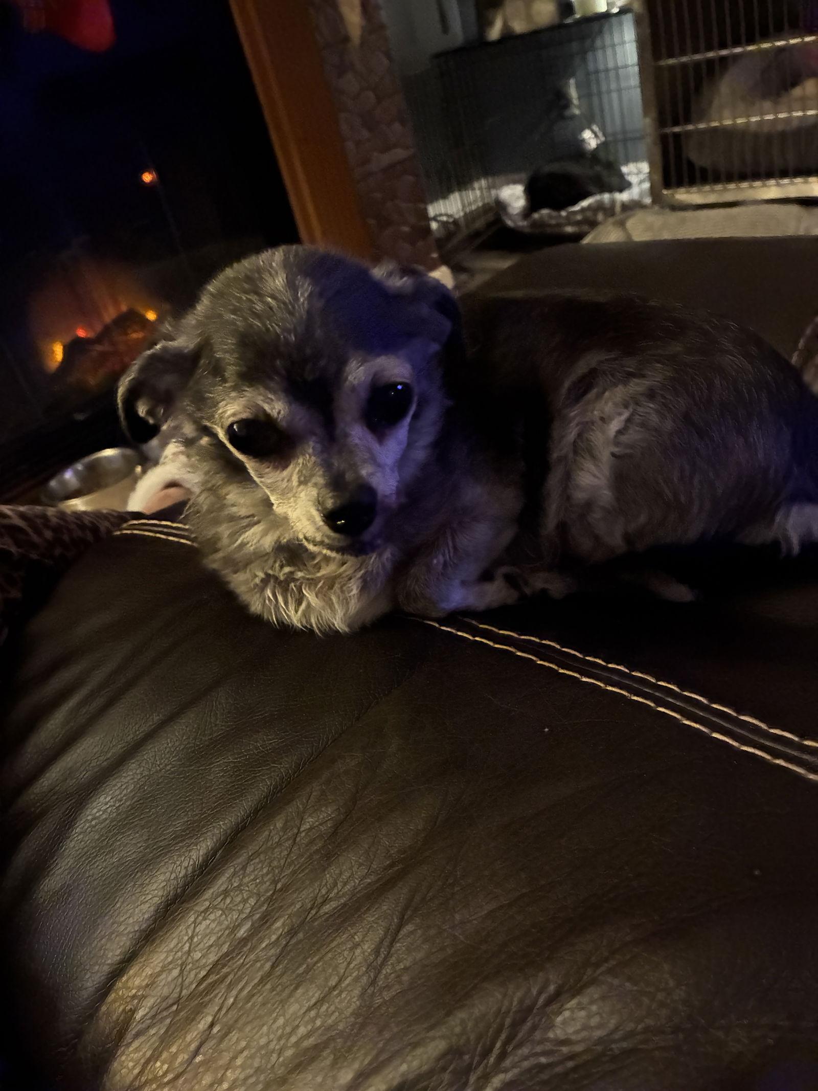 Gizmo — thumbnail 2