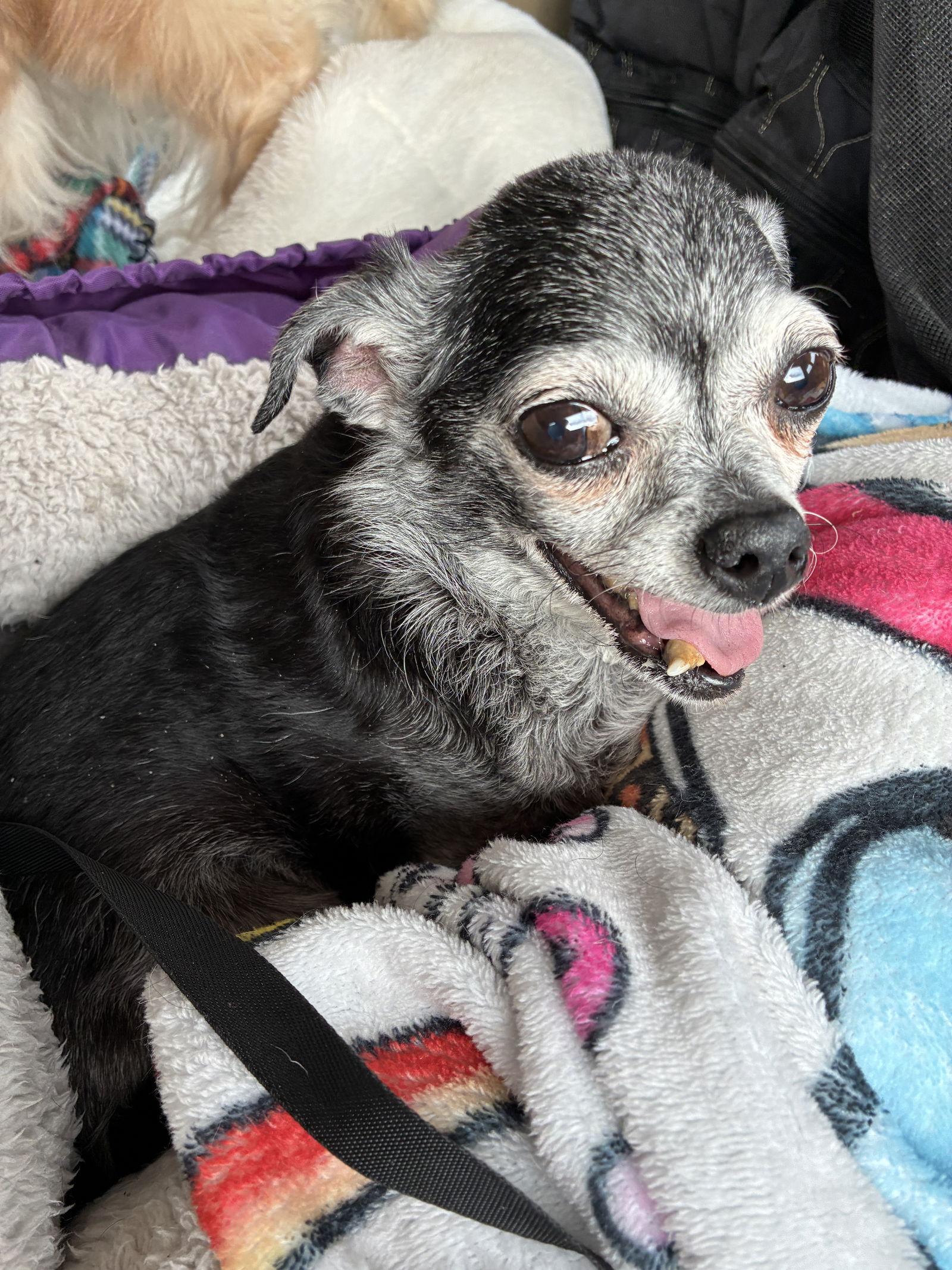 Gizmo — thumbnail 3