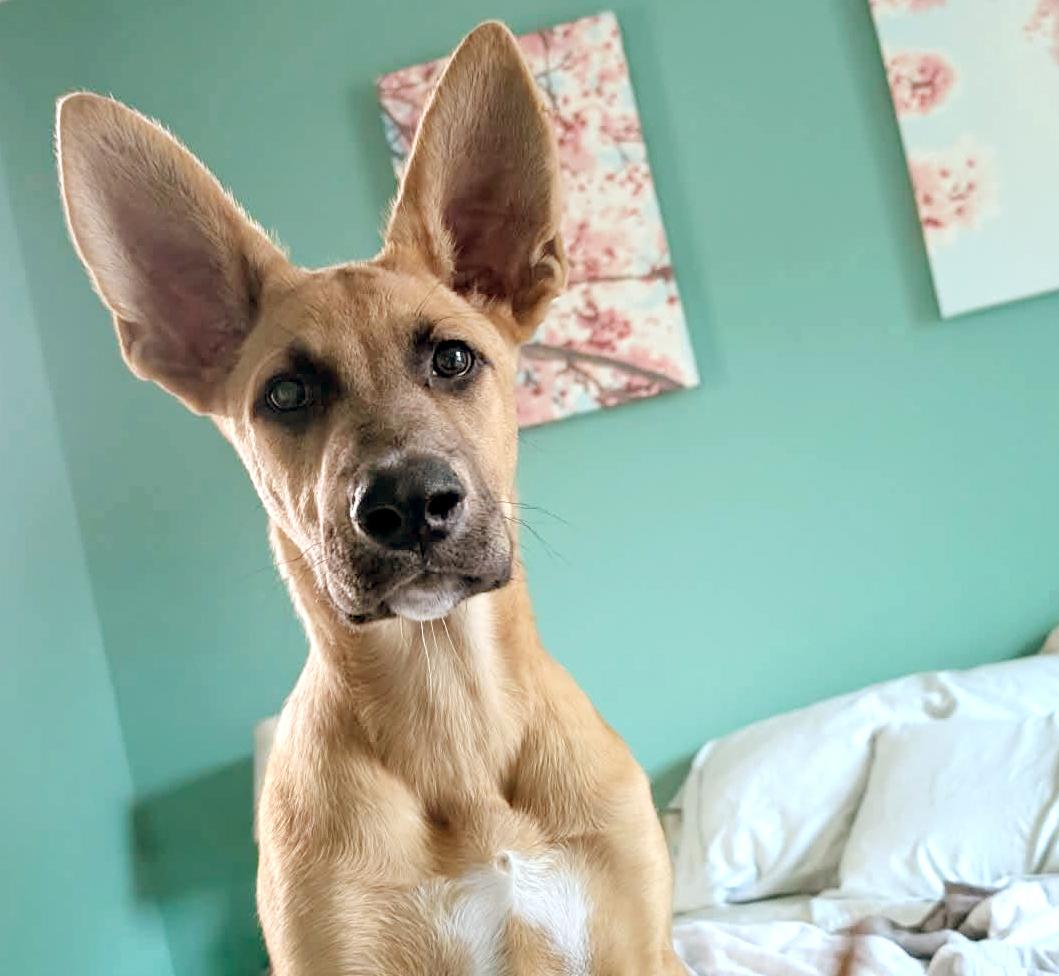Davis (Cali litter), Adoptable, Puppy Male German Shepherd Dog & Great Pyrenees.