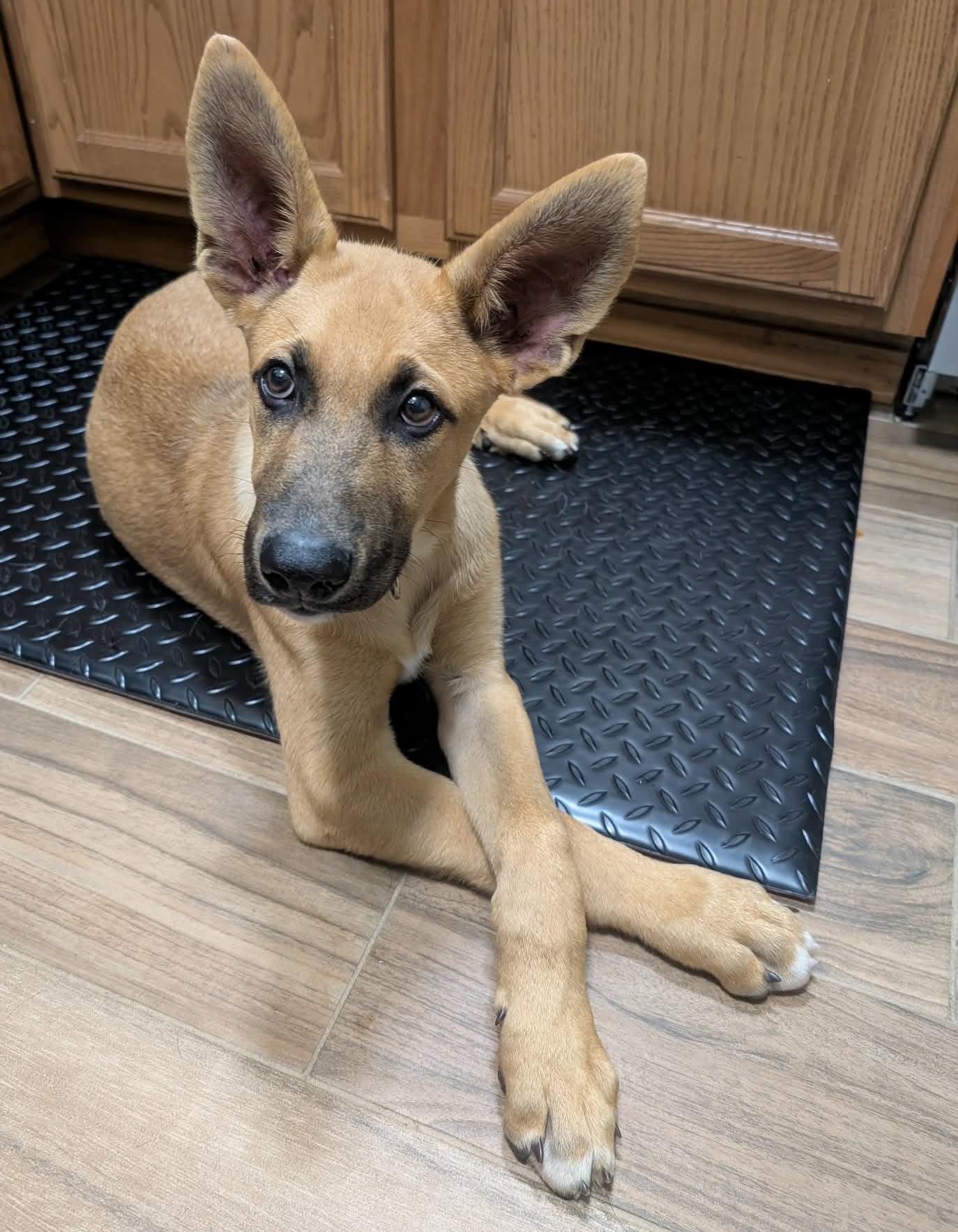 Davis (Cali litter), Adoptable, Puppy Male German Shepherd Dog & Great Pyrenees.