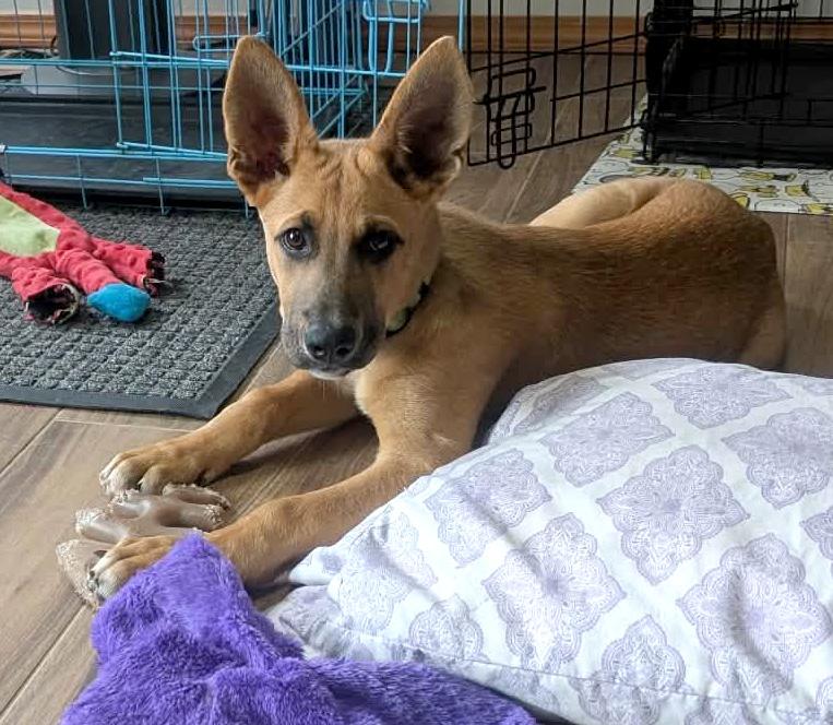Davis (Cali litter), a Adoptable mixed breed in Silvana, WA image 2/6
