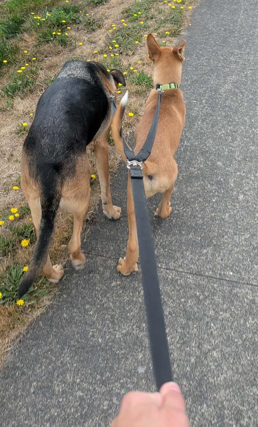 Davis (Cali litter), a Adoptable mixed breed in Silvana, WA image 4/6