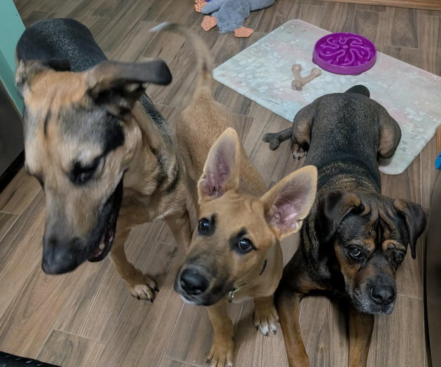 Davis (Cali litter), a Adoptable mixed breed in Silvana, WA image 3/6