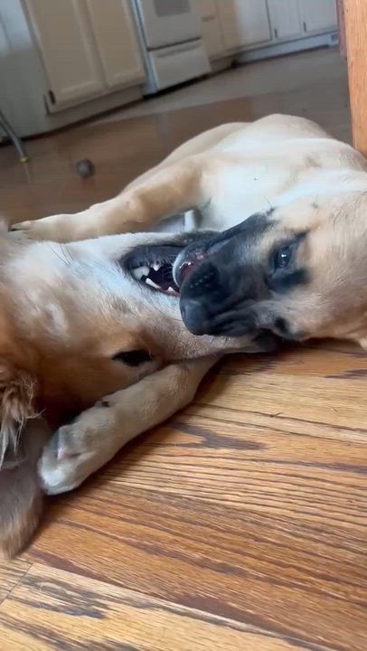 Enlarge Davis (Cali litter), a Adoptable mixed breed in Silvana, WA video 5/6