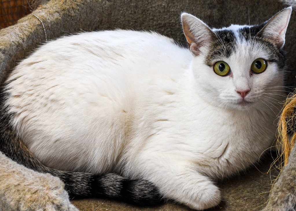 Kelly Rita, Adoptable, Young Female Domestic Short Hair.