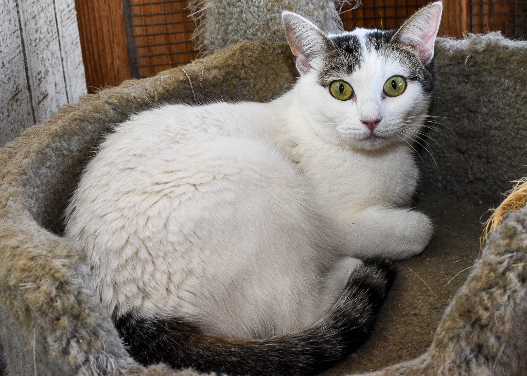 Kelly Rita, a Adoptable Domestic Short Hair in Mira Loma, CA image 1/3