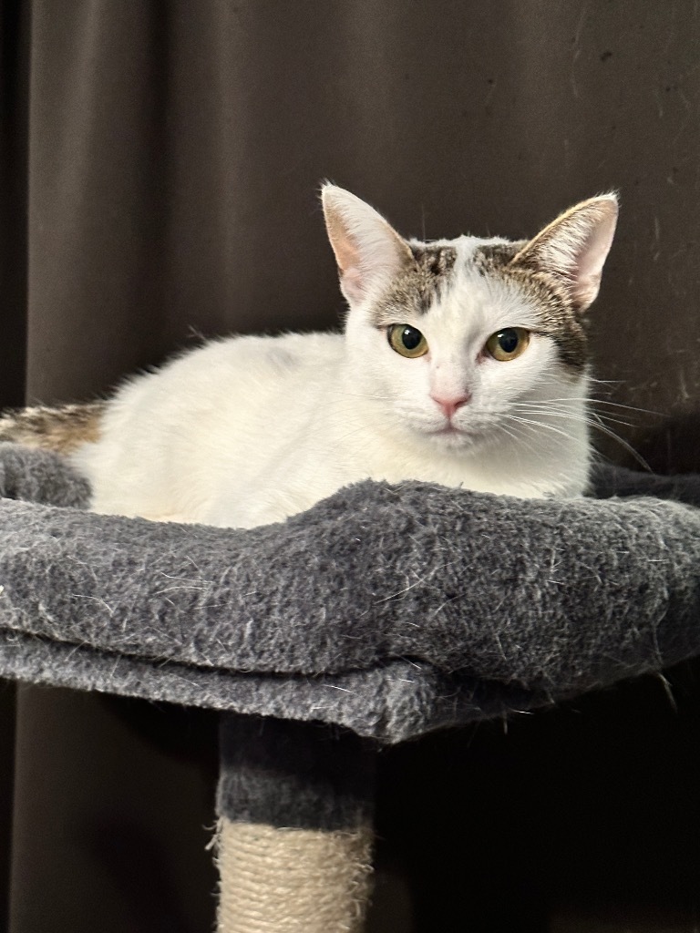 Kelly Rita, a Adoptable Domestic Short Hair in Mira Loma, CA image 2/3
