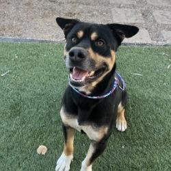 Arttie, Adoptable, Adult Male Shepherd.