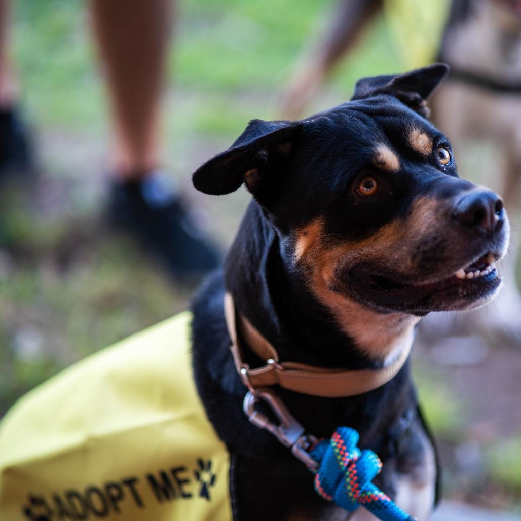 Enlarge Arttie, a Adoptable mixed breed in Bullhead City, AZ image 2/3
