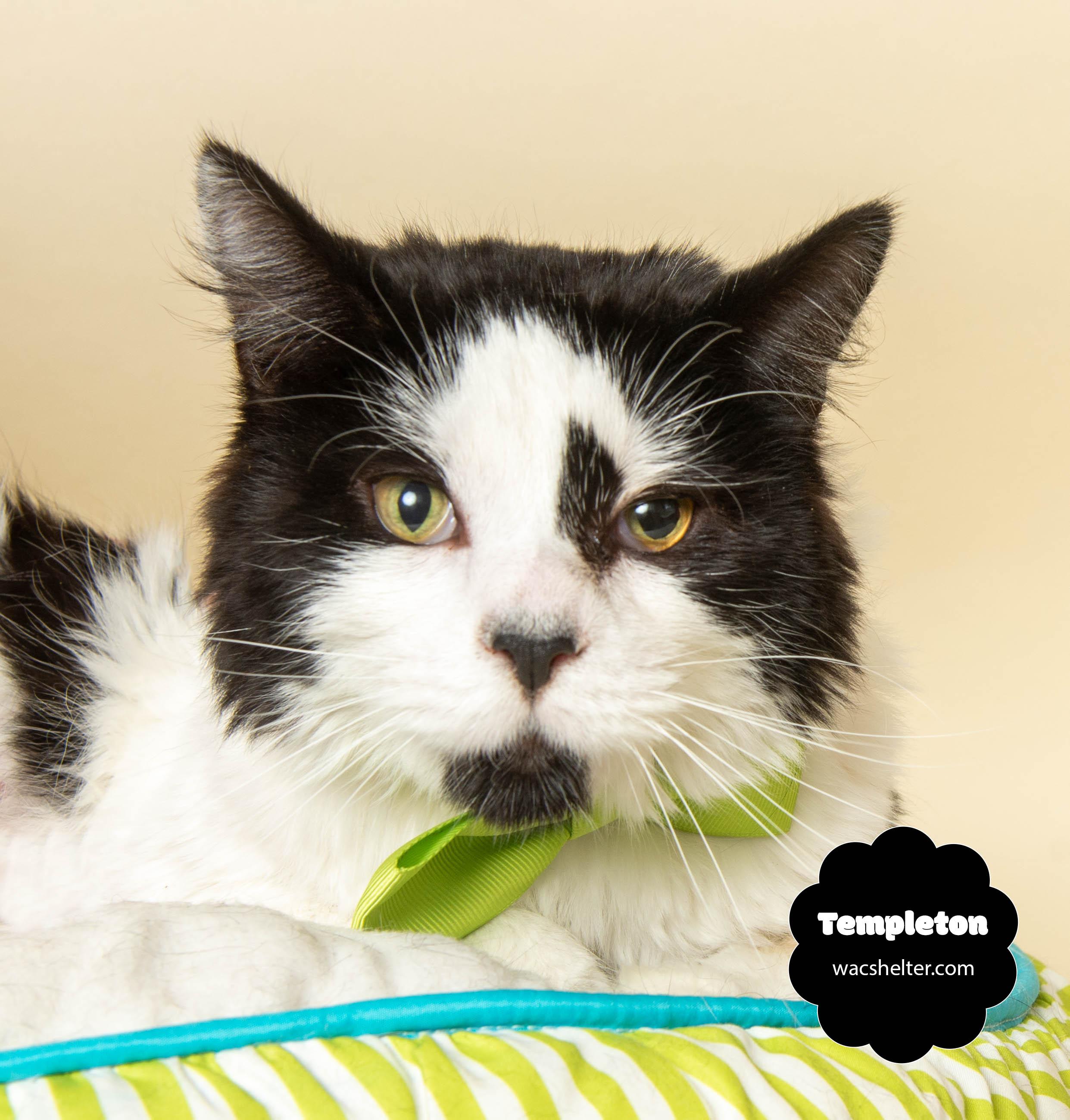 TEMPLETON (Silly and very Sweet)