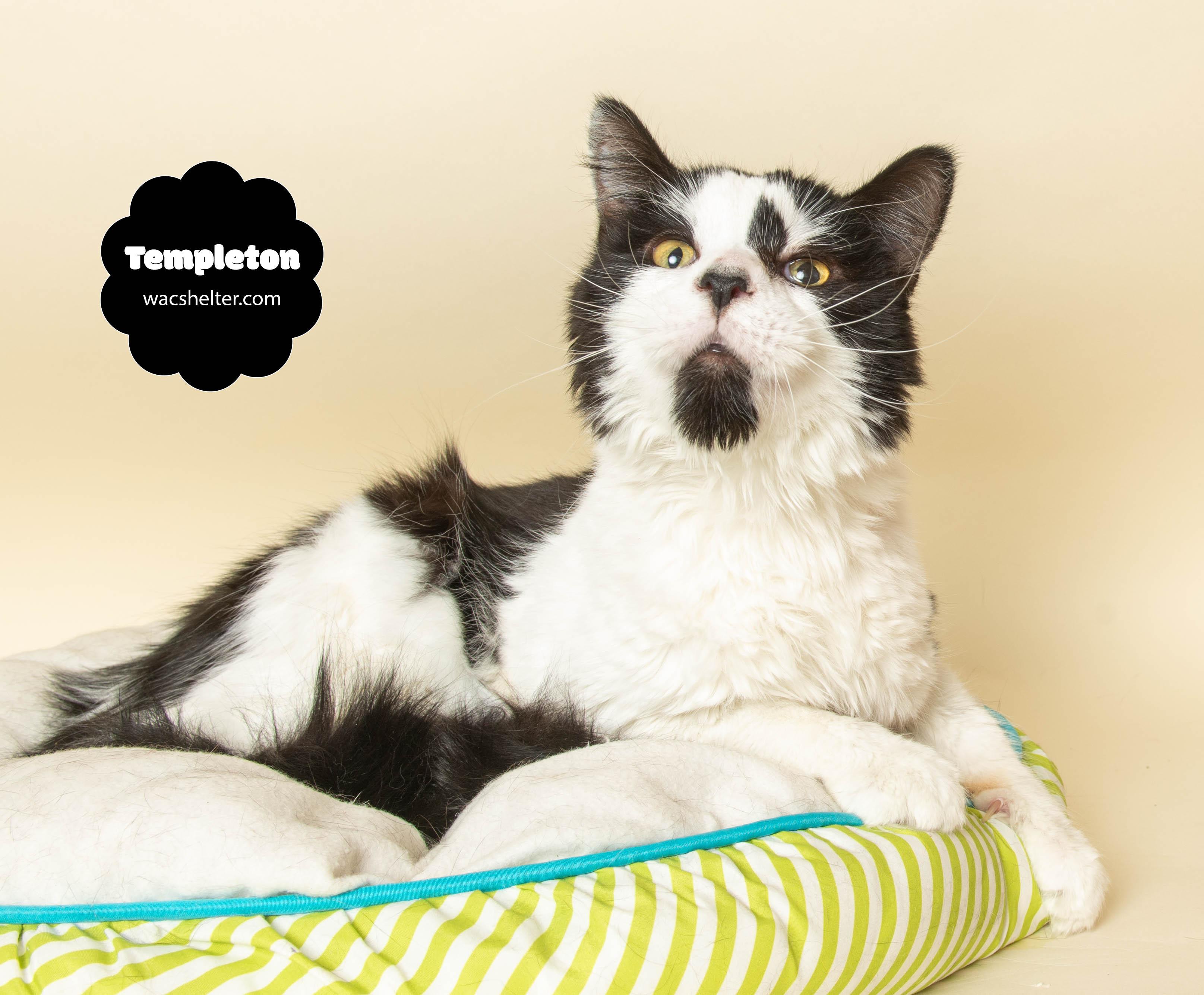 TEMPLETON (Silly and very Sweet)
