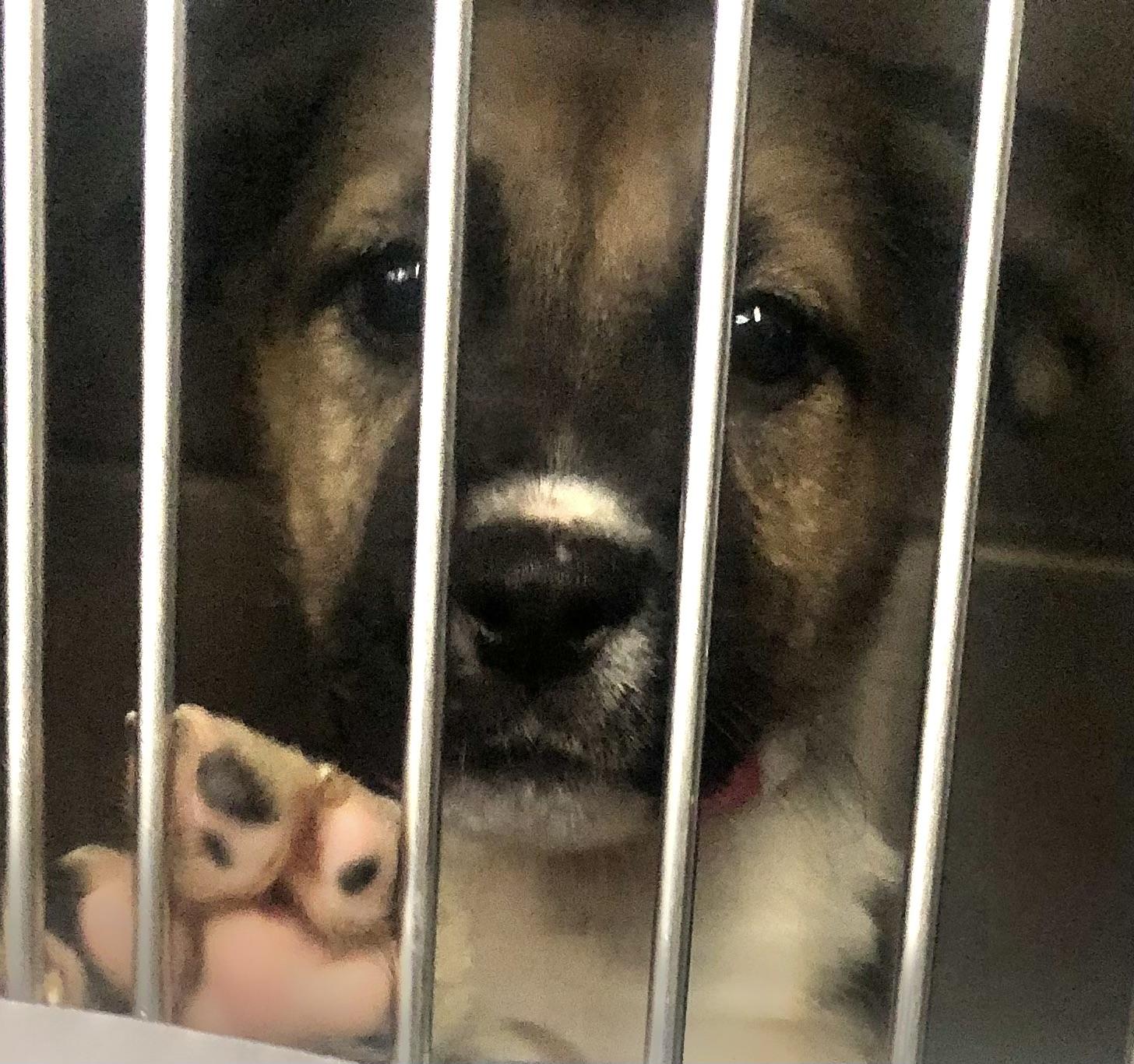 Butterfree, adopted, Puppy Female Shepherd & Labrador Retriever.