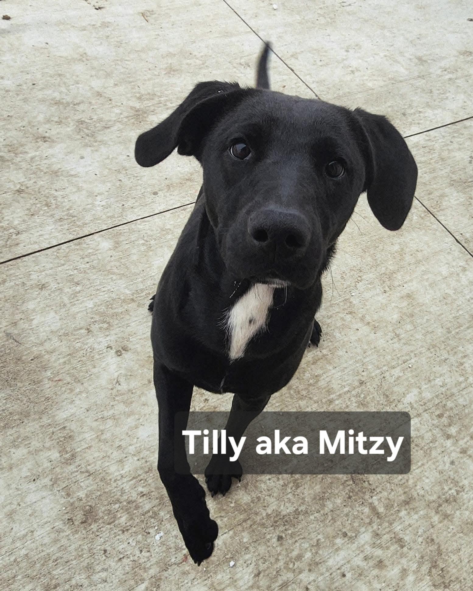 Tilly aka Mitzy, adopted, Young Female Labrador Retriever & Australian Terrier.