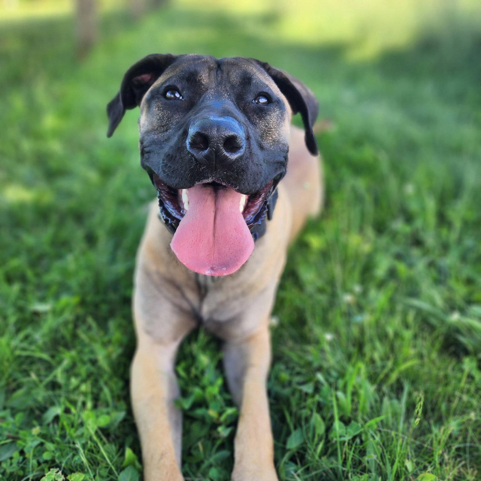 Garcia, a Adoptable Mastiff in Catasauqua, PA image 1/3