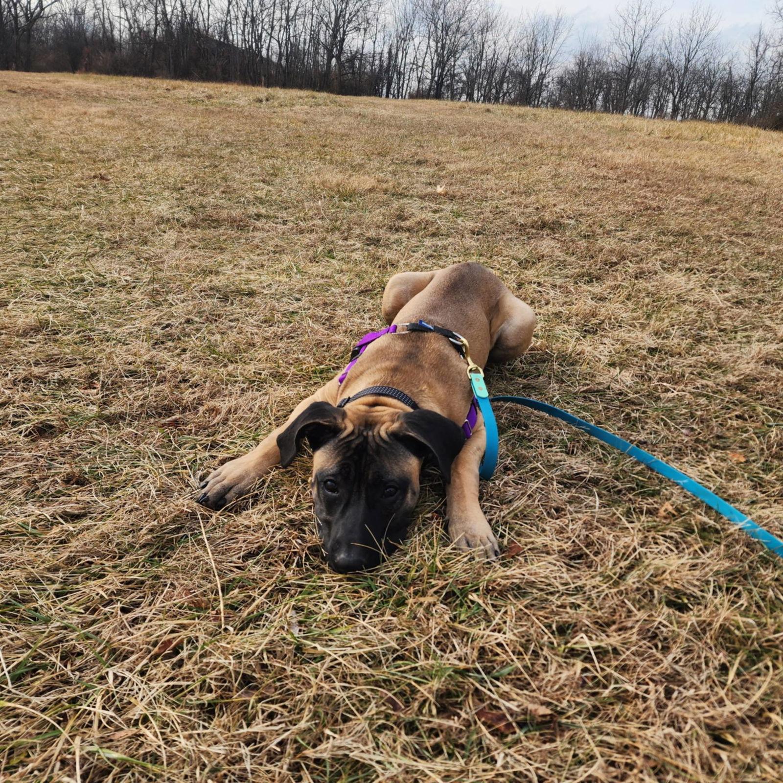 Enlarge Garcia, a Adoptable Mastiff in Catasauqua, PA image 1/3