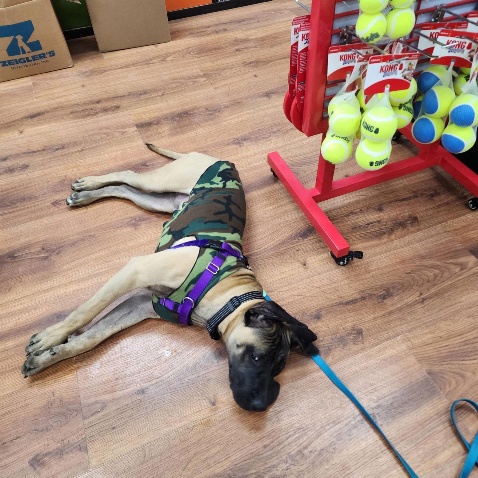 Enlarge Garcia, a Adoptable Mastiff in Catasauqua, PA image 2/3