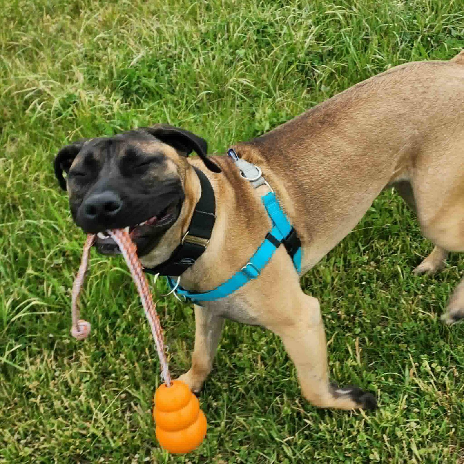Garcia, a Adoptable Mastiff in Catasauqua, PA image 2/3