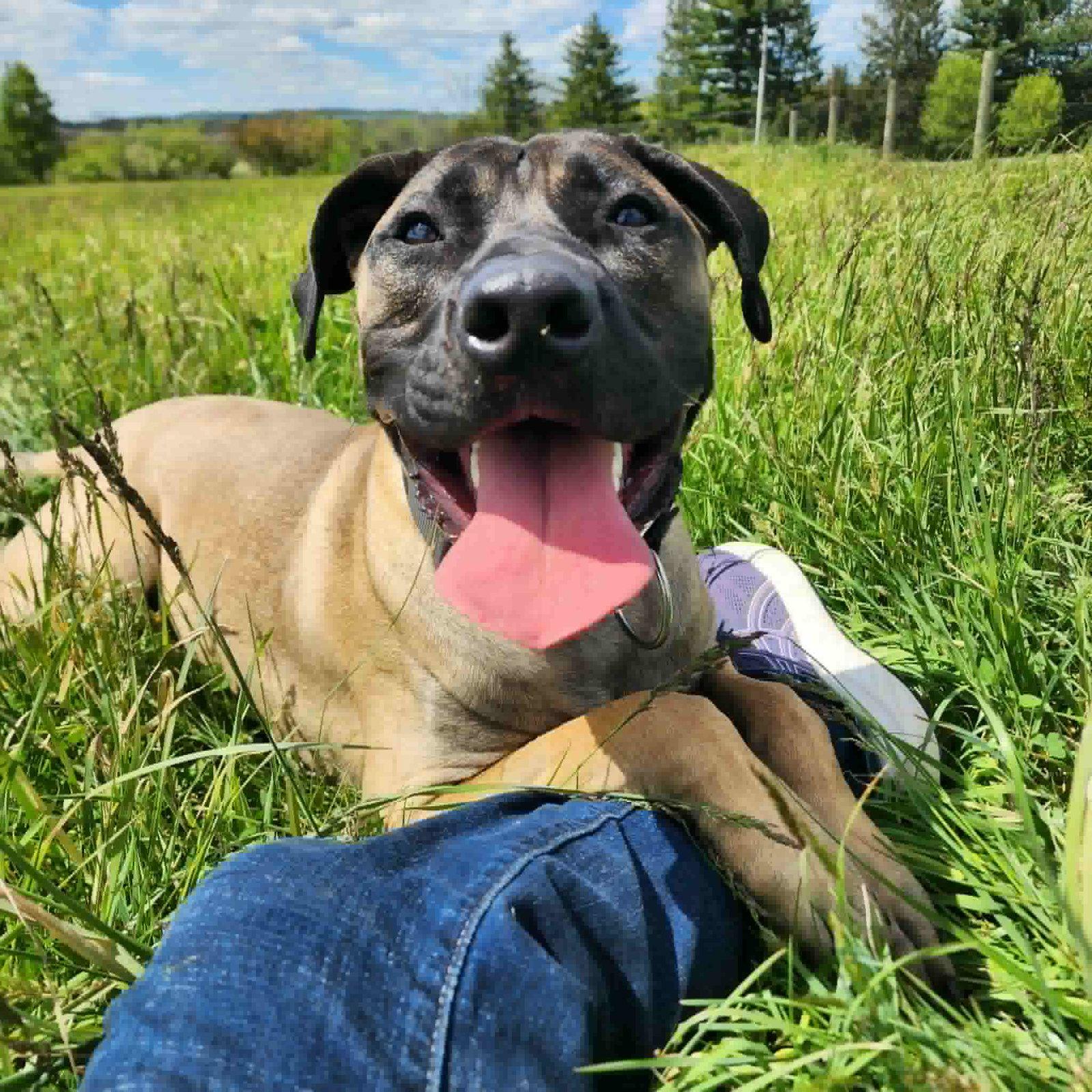 Garcia, a Adoptable Mastiff in Catasauqua, PA image 3/3