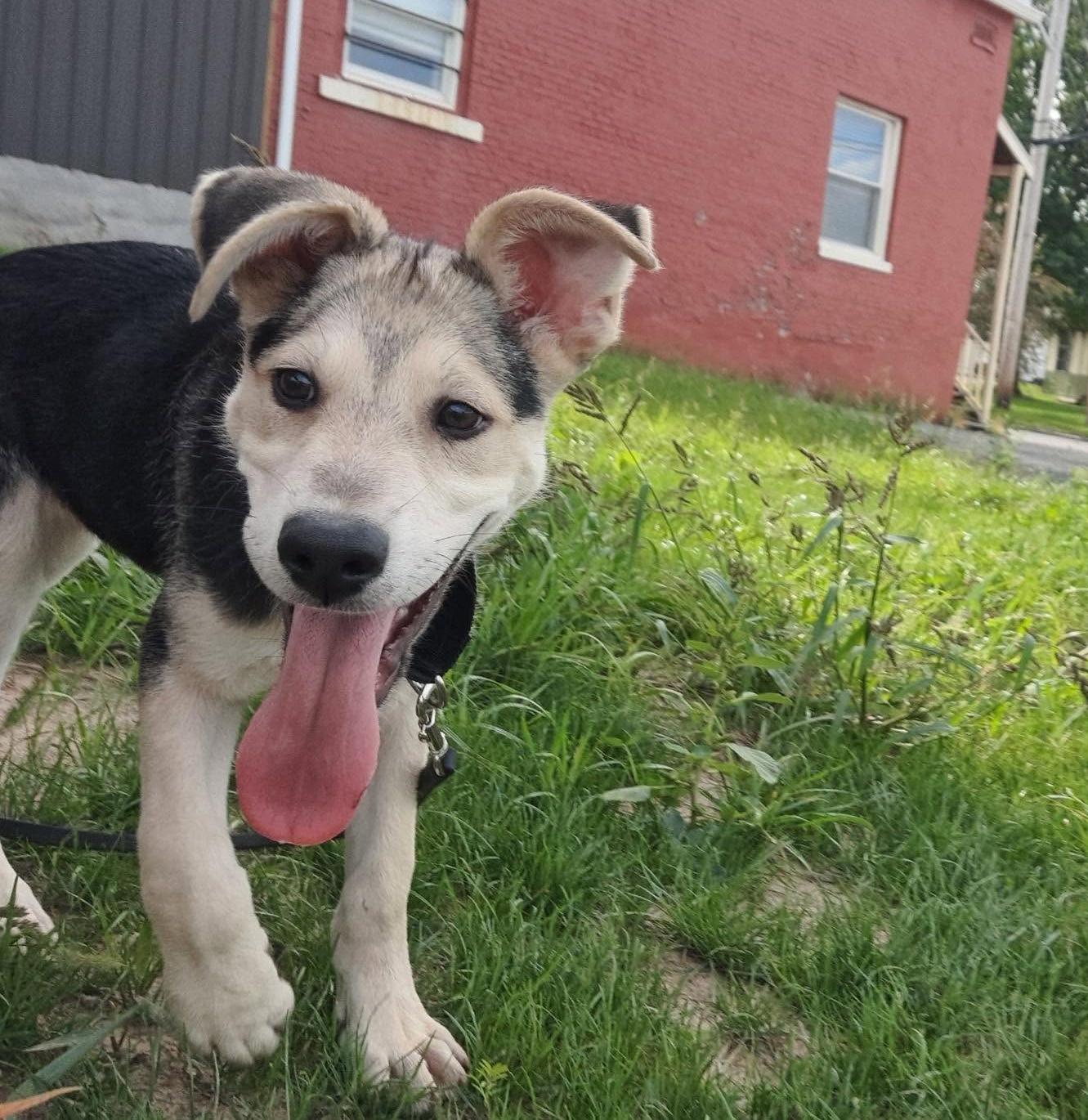 Maverick, Adopted, Puppy Male German Shepherd Dog & Siberian Husky.