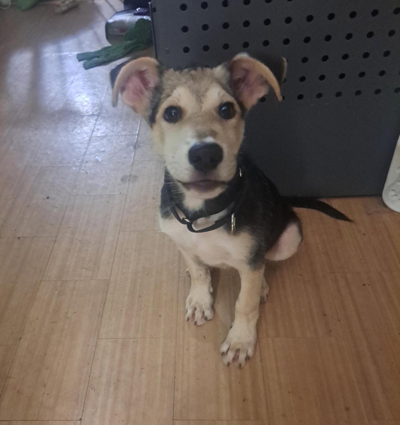 Enlarge Maverick, a Adopted mixed breed in Rochester, NY image 2/6