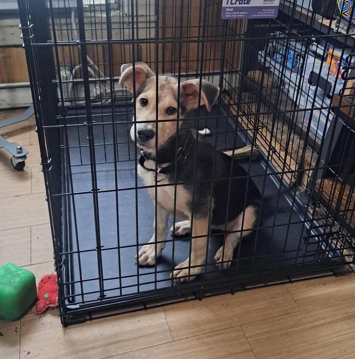 Enlarge Maverick, a Adopted mixed breed in Rochester, NY image 3/6