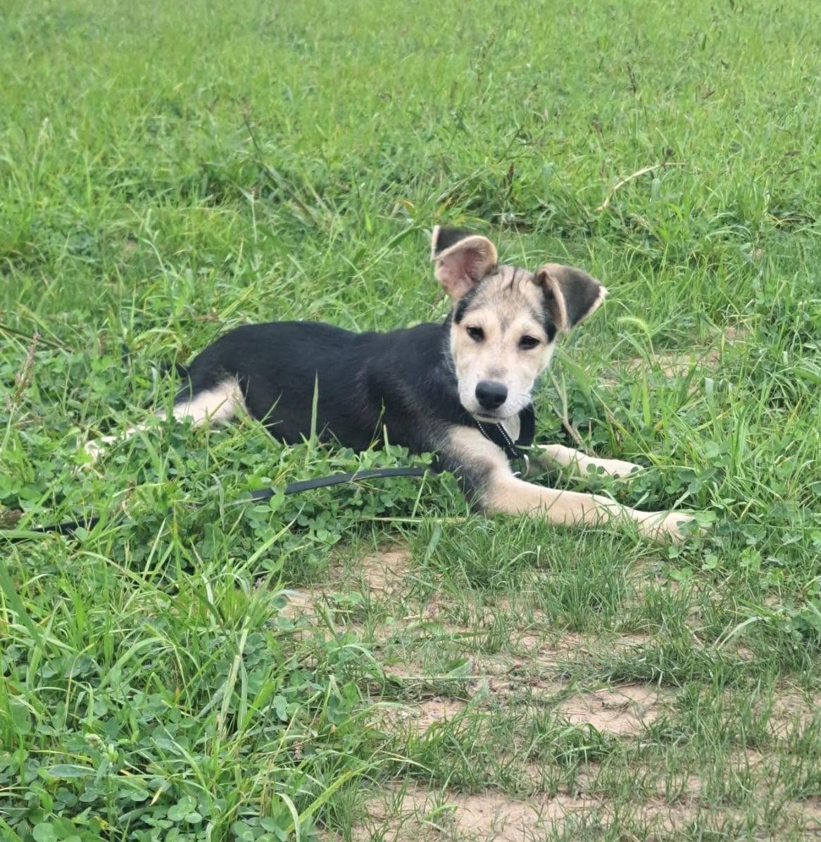 Enlarge Maverick, a Adopted mixed breed in Rochester, NY image 4/6