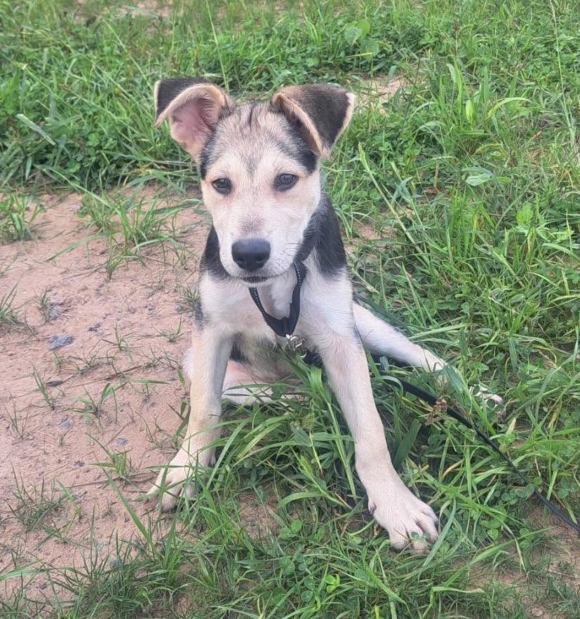 Enlarge Maverick, a Adopted mixed breed in Rochester, NY image 6/6