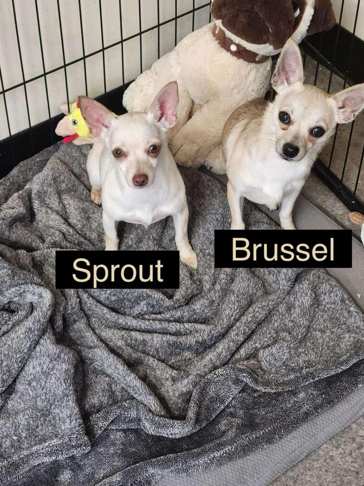 Sprout (and Brussel), a Adopted Chihuahua in Virginia Beach, VA image 2/5
