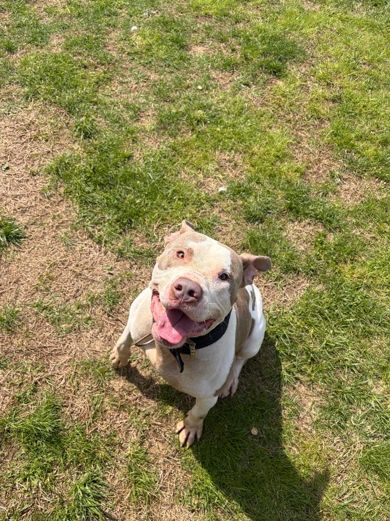 Cosmo, Adoptable, Adult Male American Bulldog.