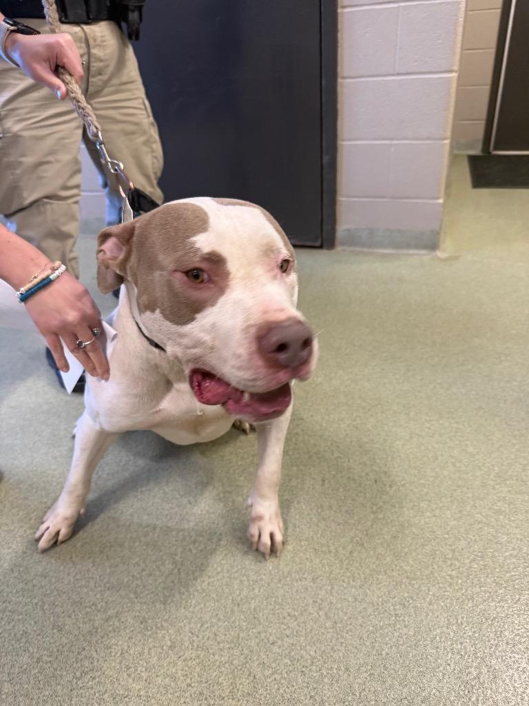 Enlarge Cosmo, a Adoptable American Bulldog in Gallatin, TN image 2/3