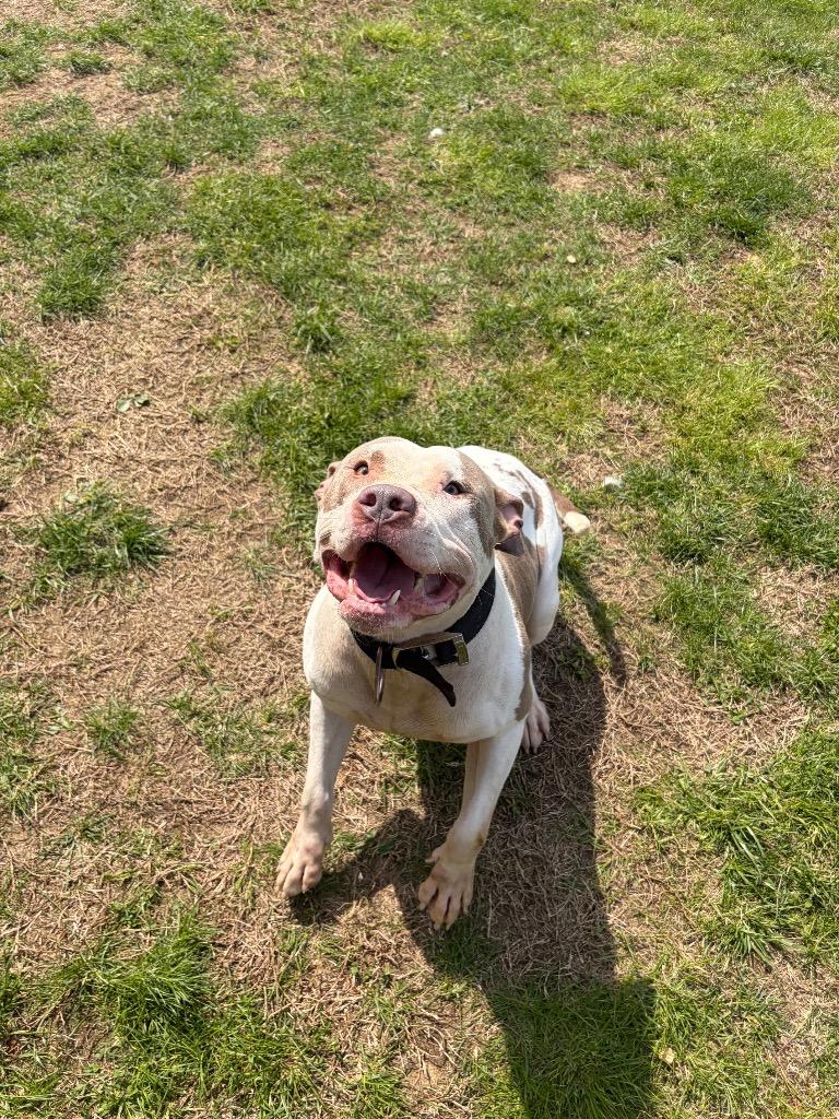 Enlarge Cosmo, a Adoptable American Bulldog in Gallatin, TN image 3/3
