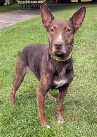BINDI, ADOPTABLE, Young • Female, Australian Kelpie & Mixed Breed.
