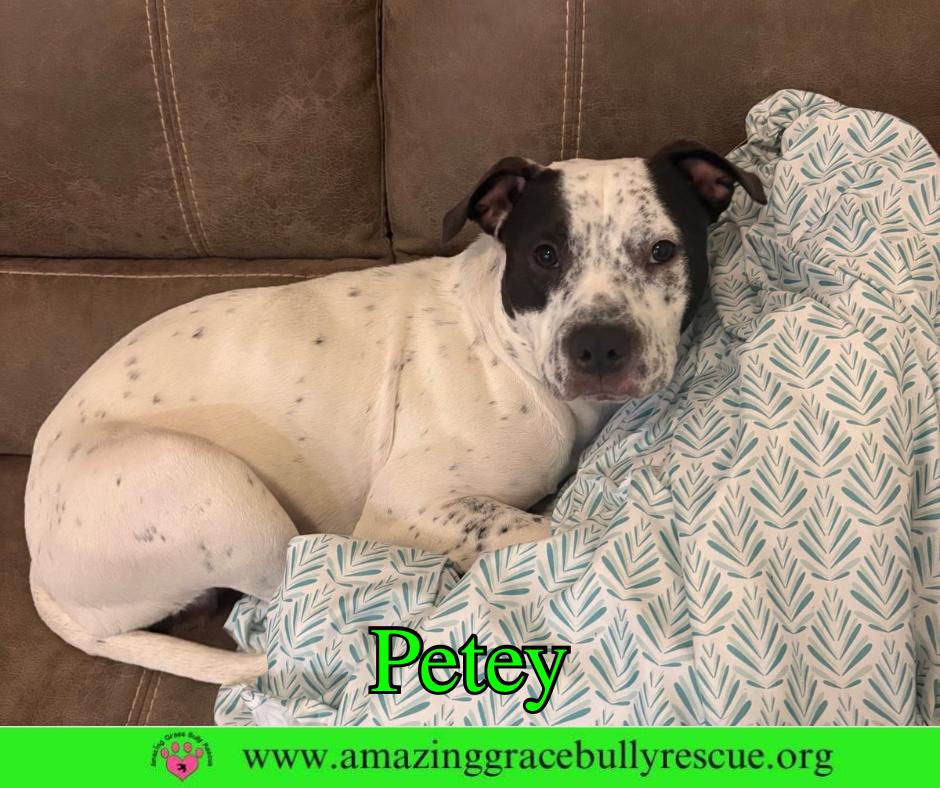 Enlarge Petey, a Adoptable American Bulldog in Pensacola, FL image 2/3
