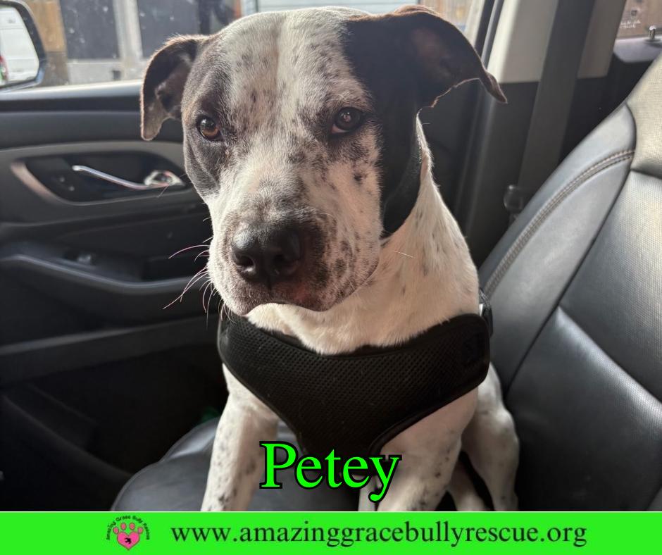 Enlarge Petey, a Adoptable American Bulldog in Pensacola, FL image 3/3