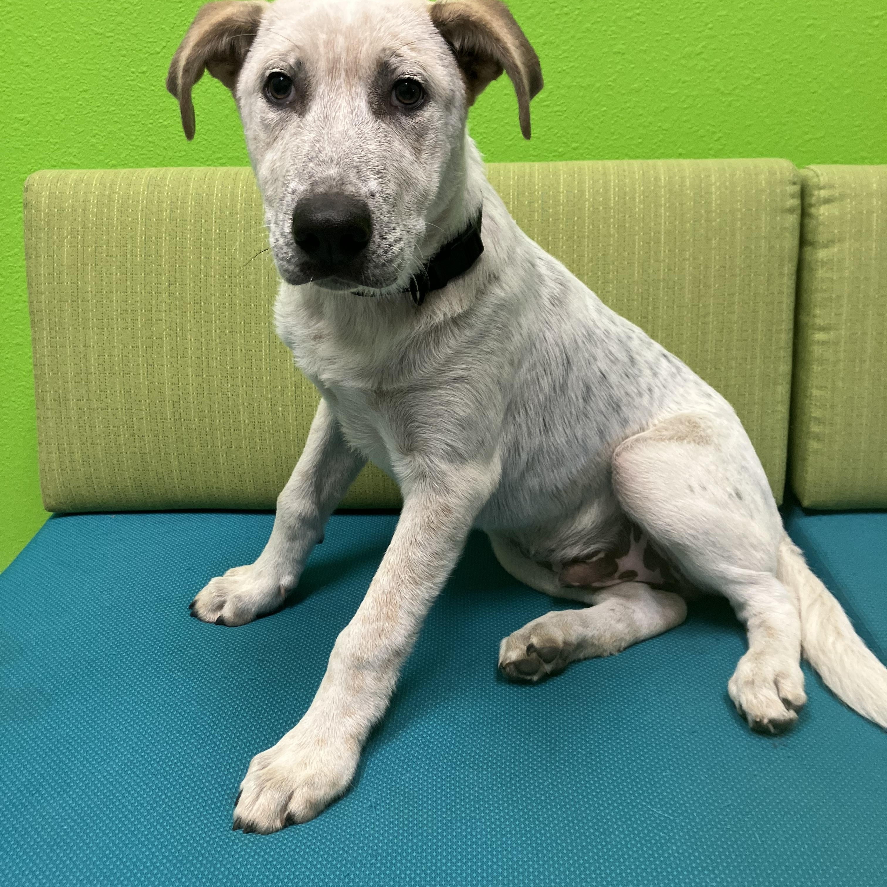 Enlarge Pola, a Adoptable mixed breed in Tyler, TX image 1/3
