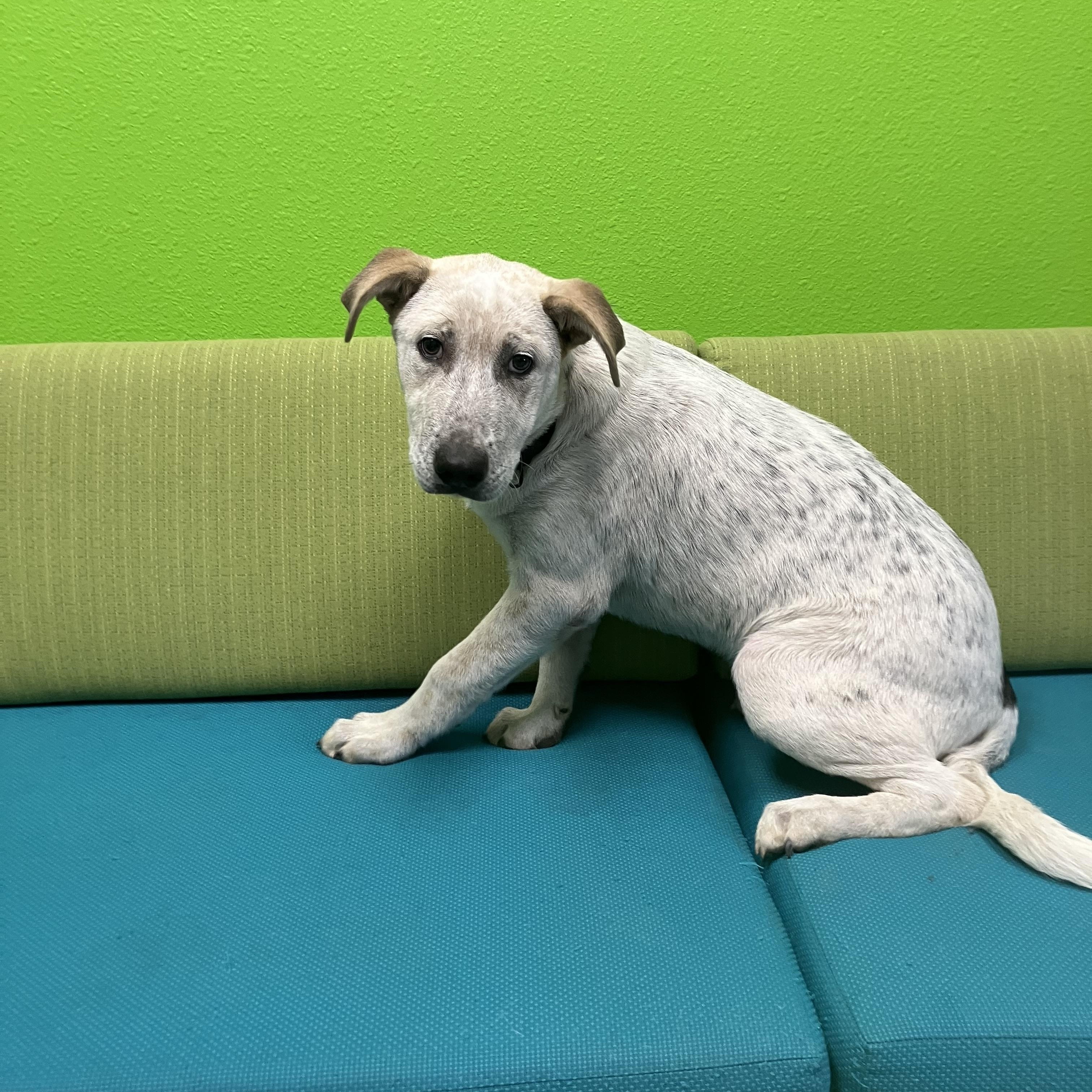 Enlarge Pola, a Adoptable mixed breed in Tyler, TX image 3/3
