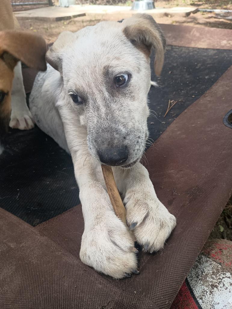 Enlarge Pola, a Adoptable mixed breed in Tyler, TX image 2/3