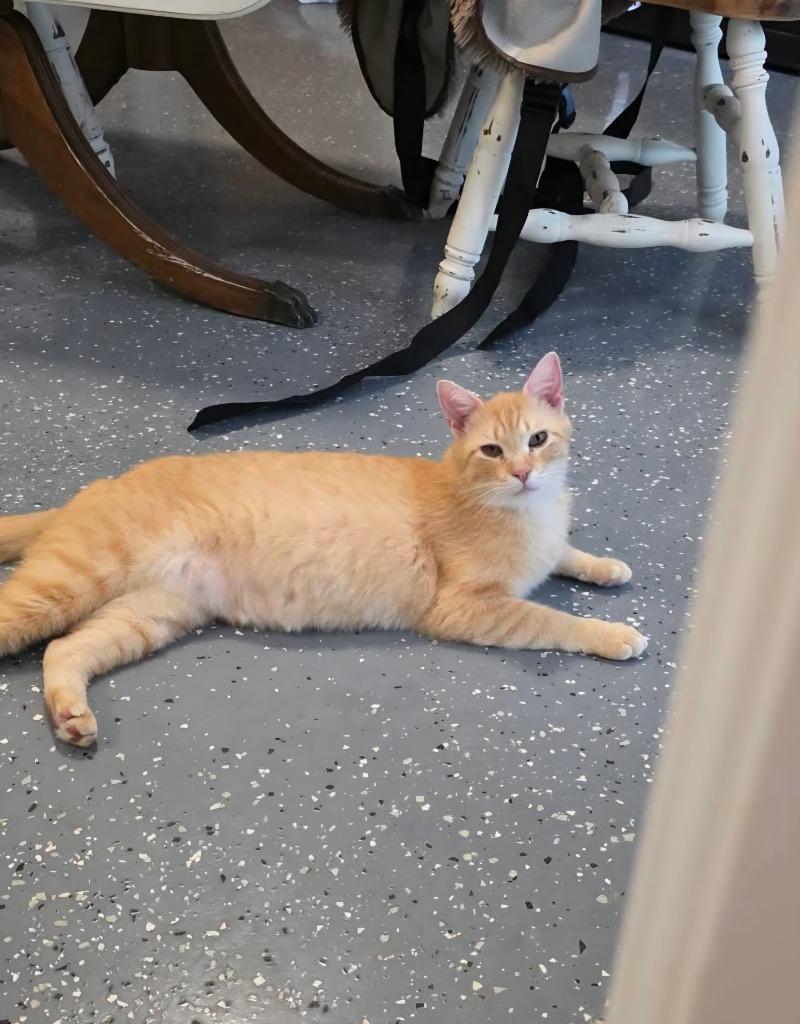 Orange guy (OG), Adoptable, Young Male Domestic Short Hair.