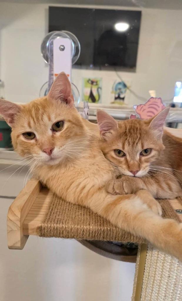 Enlarge Orange guy (OG), a Adoptable mixed breed in Miami, OK image 2/4