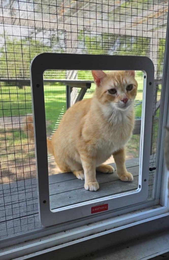 Enlarge Orange guy (OG), a Adoptable mixed breed in Miami, OK image 3/4