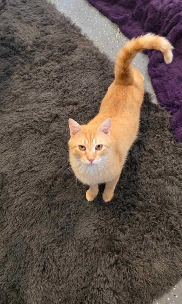 Enlarge Orange guy (OG), a Adoptable mixed breed in Miami, OK image 4/4