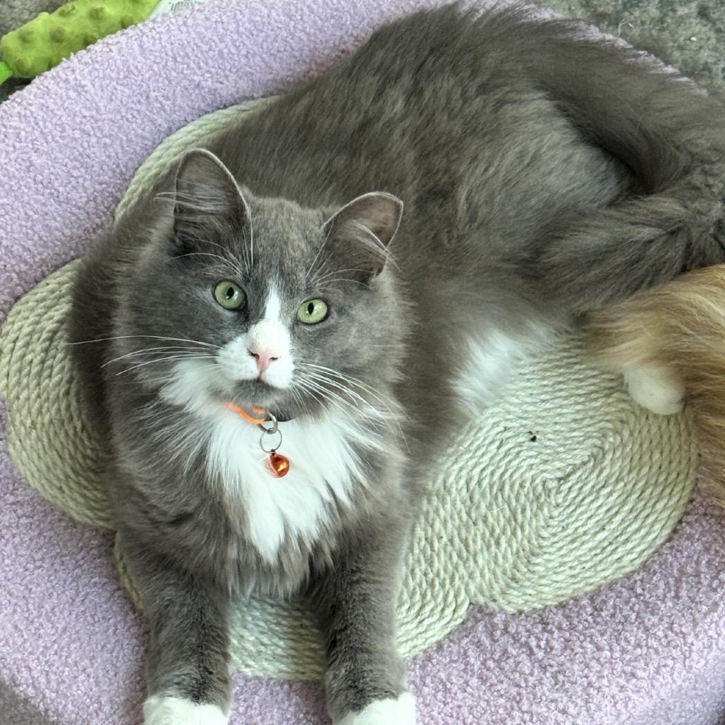 Joel, Adoptable, Young Male Domestic Medium Hair.