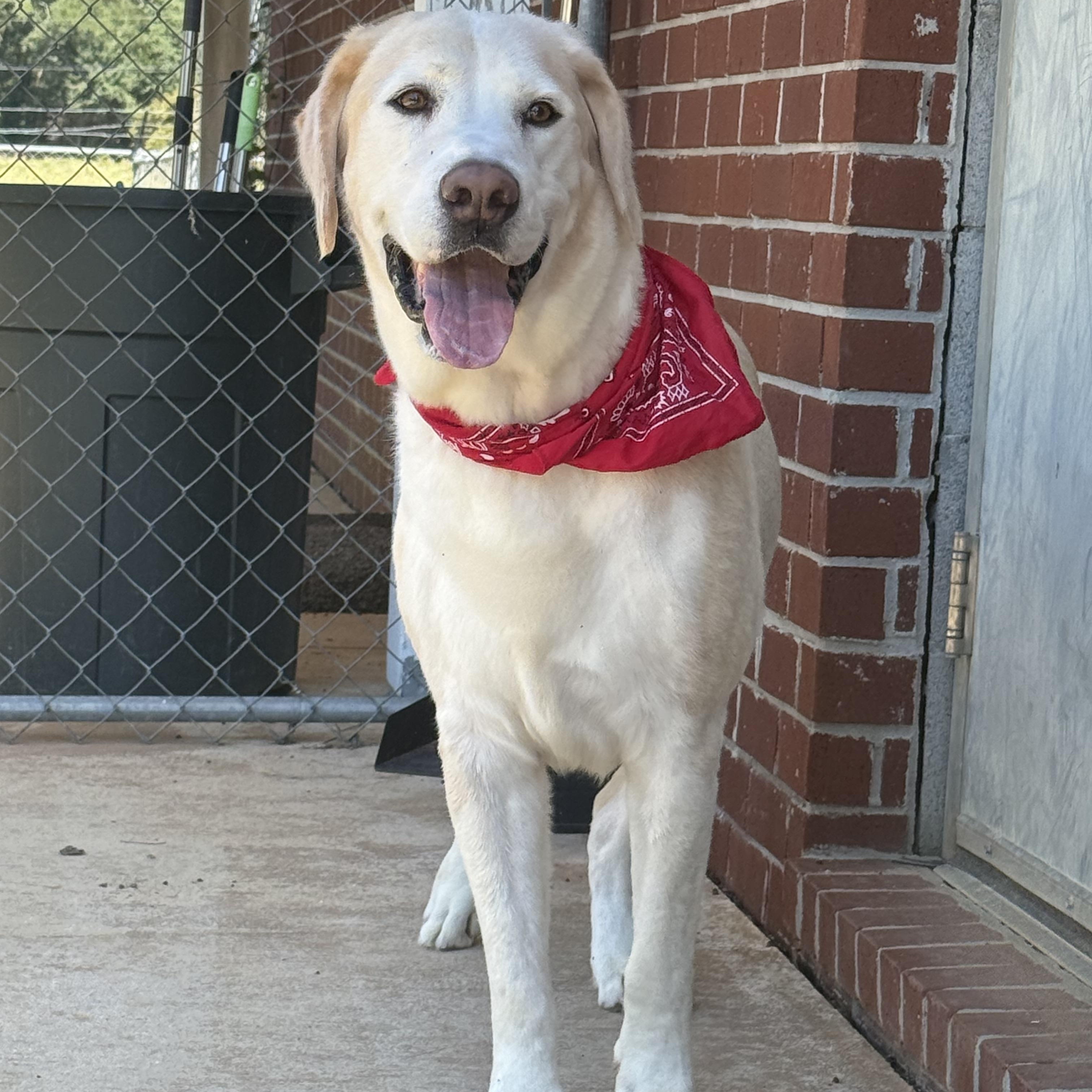 Dude, Adoptable, Senior Male Labrador Retriever.
