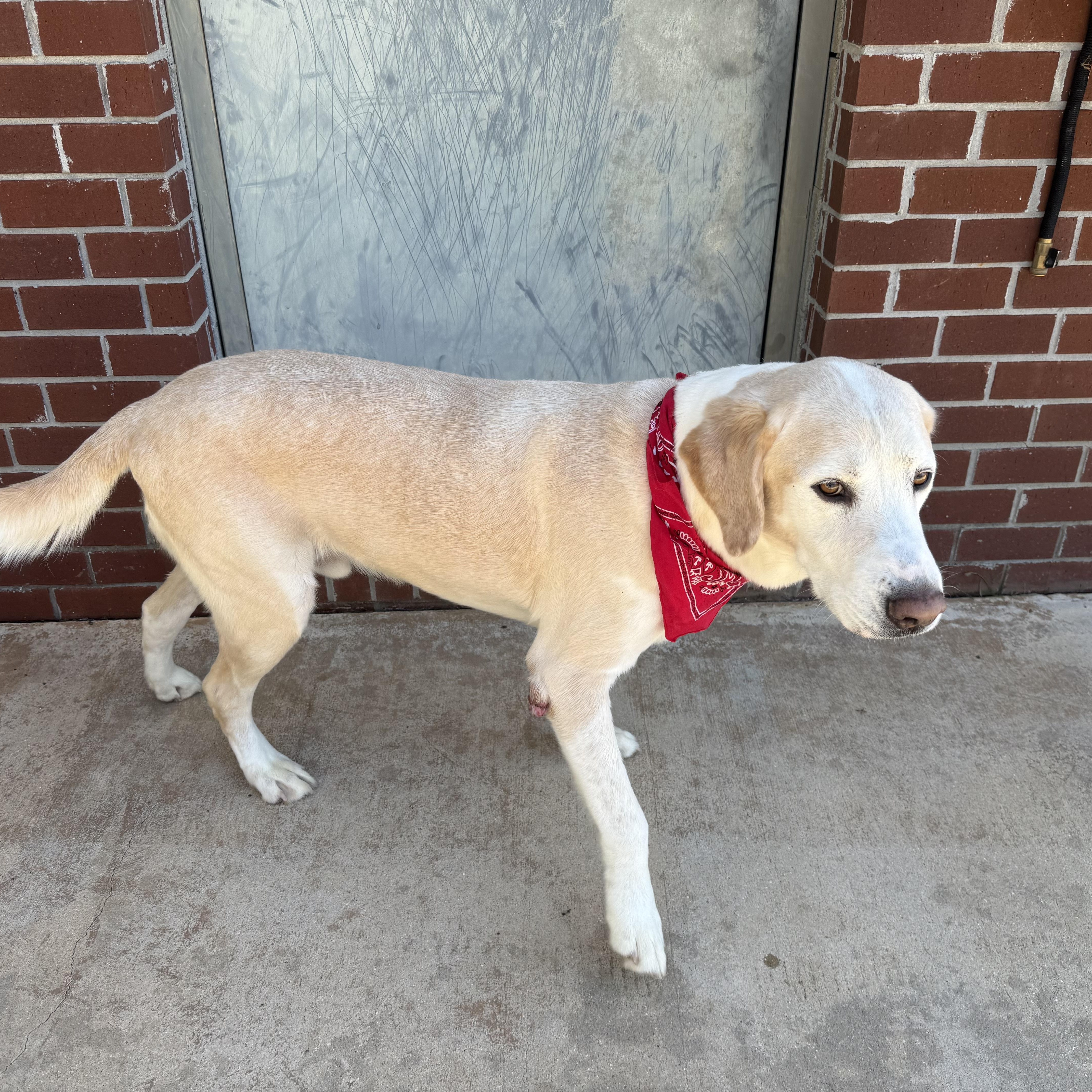 Enlarge Dude, a Adoptable mixed breed in New Canaan, CT image 3/6