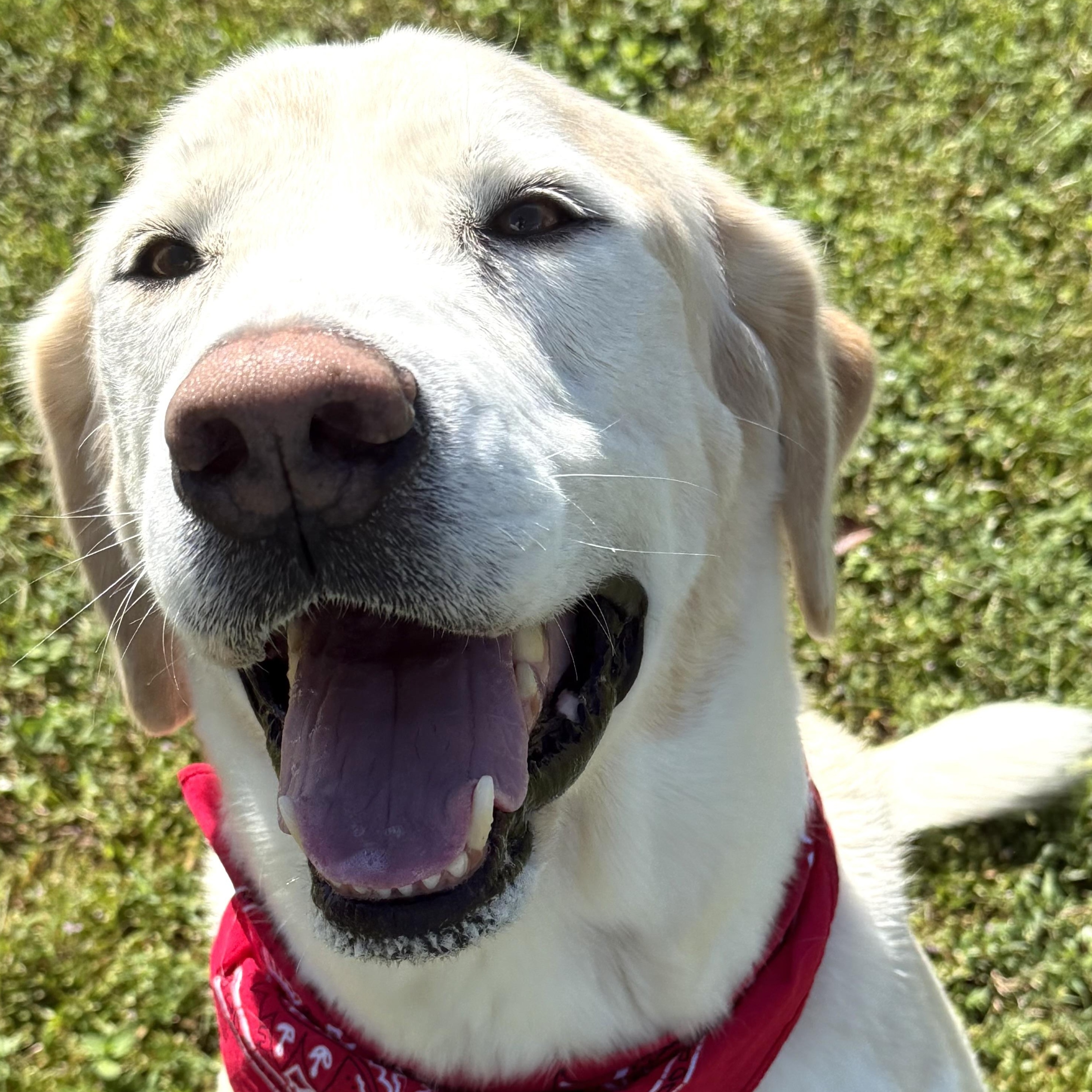 Enlarge Dude, a Adoptable mixed breed in New Canaan, CT image 2/6