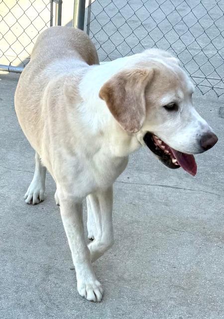 Enlarge Dude, a Adoptable mixed breed in New Canaan, CT image 5/6