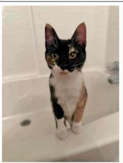 Enlarge Casey, a Adoptable Domestic Short Hair in Sudbury, MA image 1/2