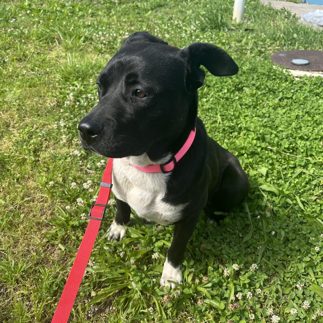 Chelsi, Adoptable, Adult Female Black Labrador Retriever.