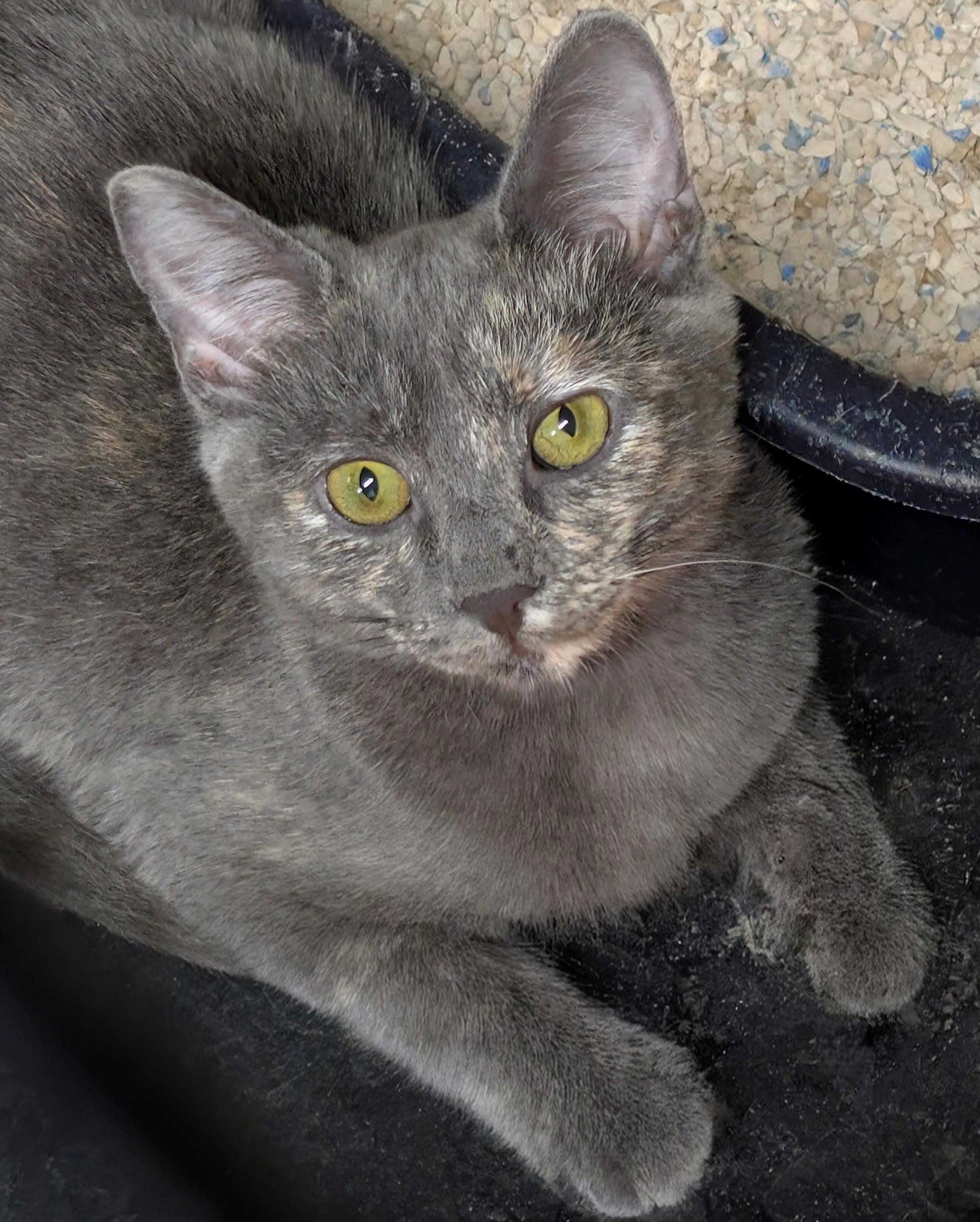 Enlarge Dusty, a Adoptable Dilute Calico in San Diego, CA image 1/3