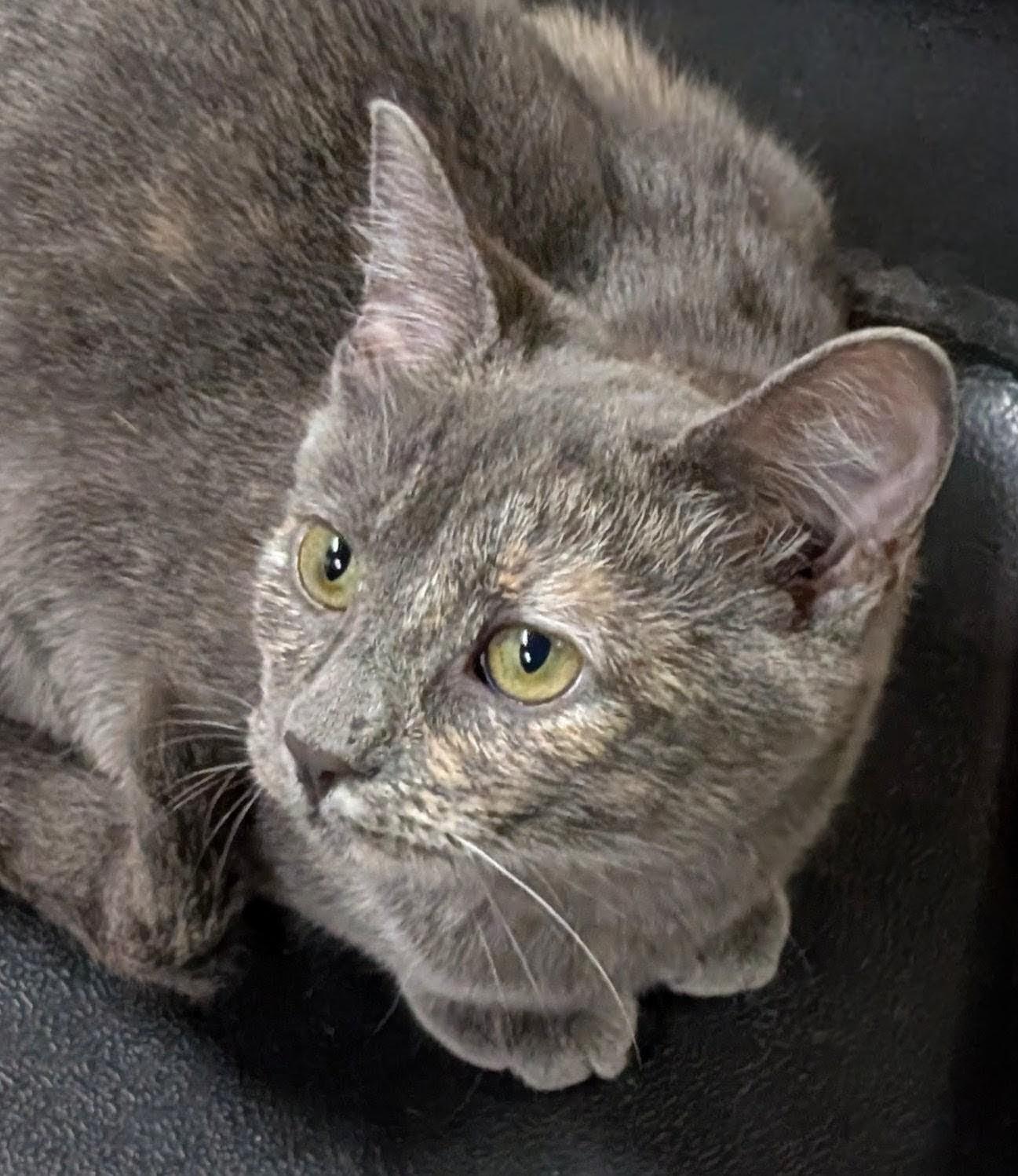 Enlarge Dusty, a Adoptable Dilute Calico in San Diego, CA image 3/3